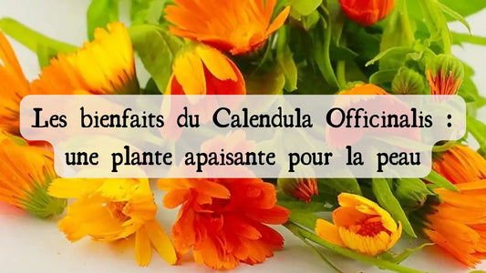 Les bienfaits du Calendula Officinalis : une plante apaisante pour la peau