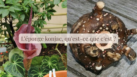 L’éponge konjac, qu’est-ce que c’est ?