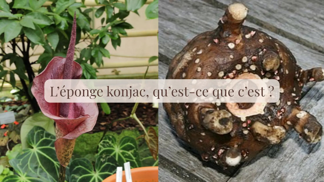L’éponge konjac, qu’est-ce que c’est ?