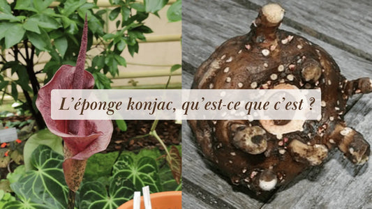 L’éponge konjac, qu’est-ce que c’est ? | Rituels et inspirations slow life | Boutique éthique et bien-être