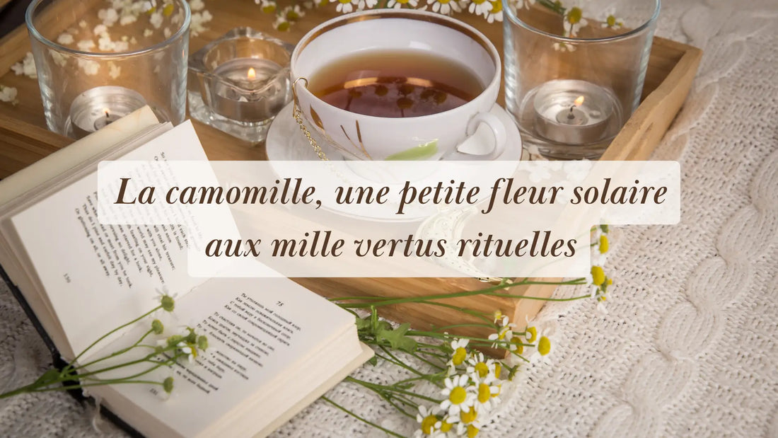 La camomille, une petite fleur solaire aux mille vertus rituelles | Chroniques végétales | Boutique éthique et bien-être