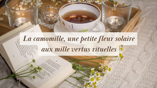 La camomille, une petite fleur solaire aux mille vertus rituelles | Chroniques végétales | Boutique éthique et bien-être