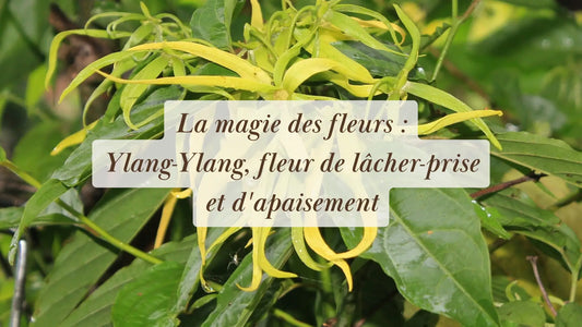 La magie des fleurs : Ylang-Ylang, fleur de lâcher-prise et d'apaisement | Chroniques végétales | Boutique éthique et bien-être
