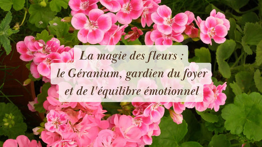 La magie des fleurs : le Géranium, gardien du foyer et de l'équilibre émotionnel | Chroniques végétales | Boutique éthique et bien-être