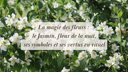 La magie des fleurs : le Jasmin, fleur de la nuit, ses symboles et ses vertus en rituel | Chroniques végétales | Boutique éthique et bien-être