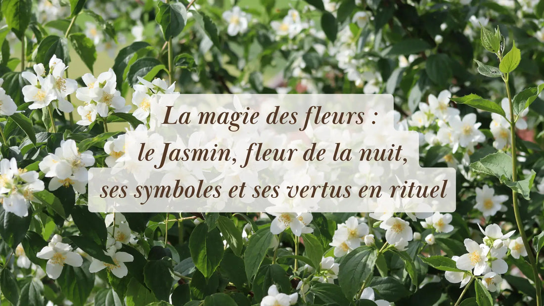 La magie des fleurs : le Jasmin, fleur de la nuit, ses symboles et ses vertus en rituel