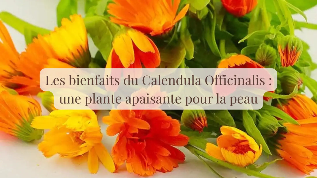 Illustration de l’article « Les-bienfaits-du-Calendula-Officinalis-une-plante-apaisante-pour-la-peau » | Le sens des choses – boutique artisanale de bougies parfumées et savons naturels fabriqués en France