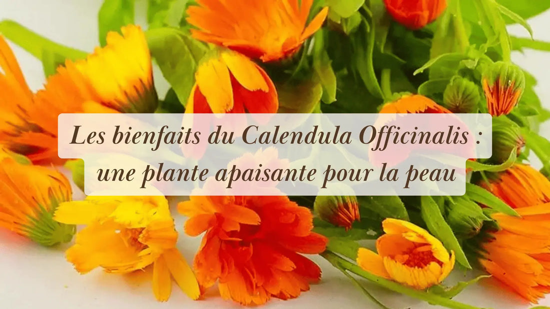 Les bienfaits du Calendula Officinalis : une plante apaisante pour la peau | Chroniques végétales | Boutique éthique et bien-être