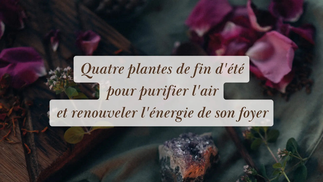 Quatre plantes de fin d'été pour purifier l'air et renouveler l'énergie de son foyer | Chroniques végétales | Boutique éthique et bien-être