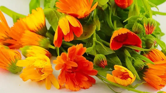 Le Calendula Officinalis, cette plante aux nombreux vertus
