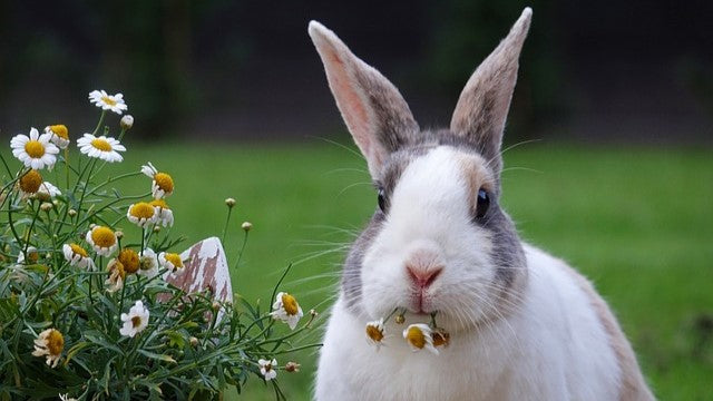 Pourquoi choisir des cosmétiques végans et Cruelty-Free ?