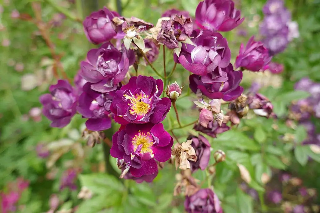 Fleurs_violettes_Rosa_Violette | Le sens des choses – Créations artisanales fabriquées en Charente-Maritime