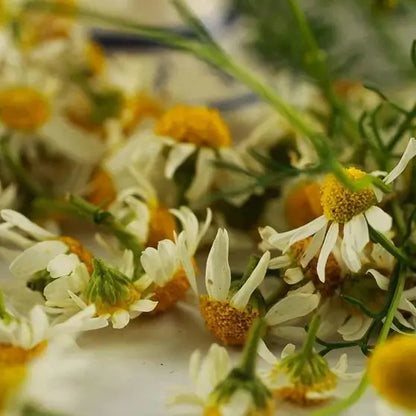 Fleurs de camomille séchées (Matricaria Recutita) – Création artisanale | Le sens des choses – Boutique de bougies parfumées végétales et objets décoratifs écoresponsables