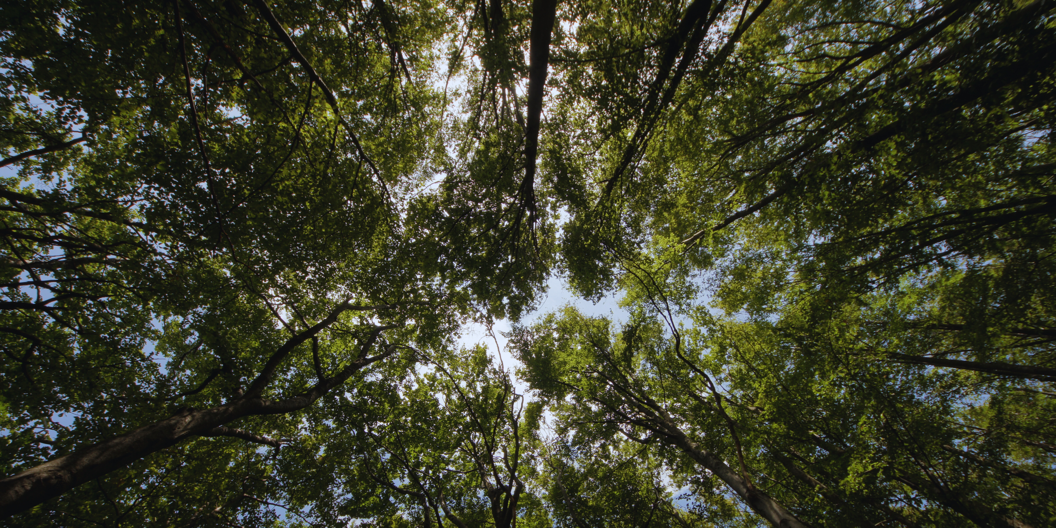 Bannière Le sens des choses, forêt en prise de vues faite de bas en haut