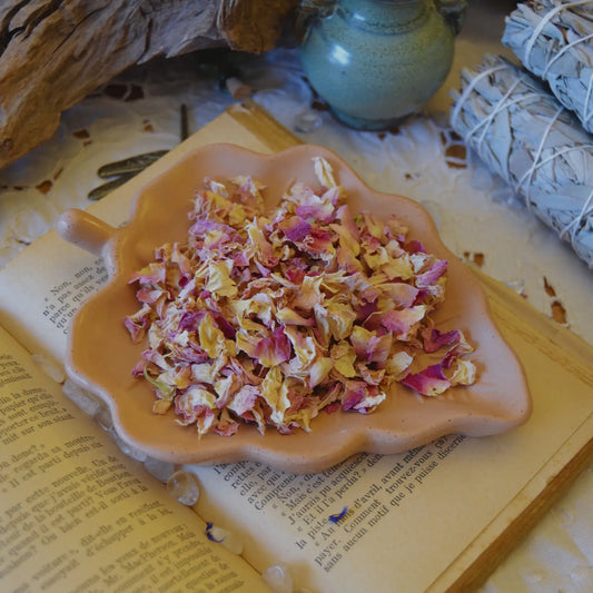 Pétales de rose de Damas séchés (Rosa Damascena)